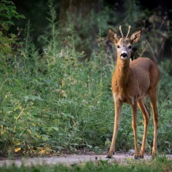 Jagd